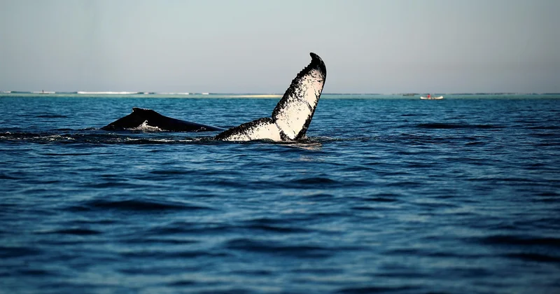 Quand voir les baleines à Madagascar ?
